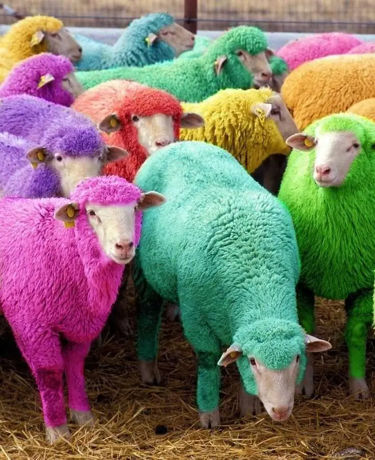 An image of rainbow sheep in bright colors such as fuchsia, turquoise, lime green, yellow, and blue.