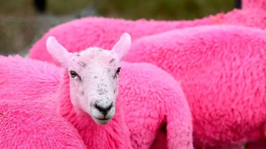 An image of pink sheep